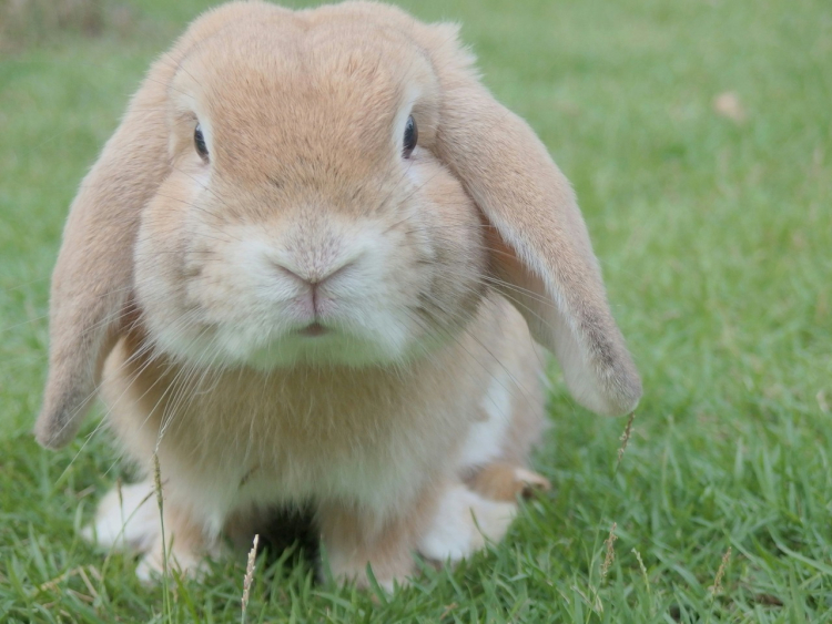 Problemy zdrowotne królików